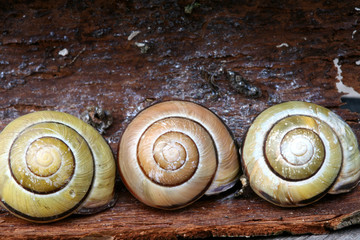 snail composition