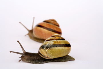snails