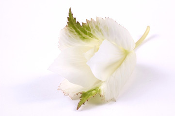 Fototapeta na wymiar biały i zielony begonia