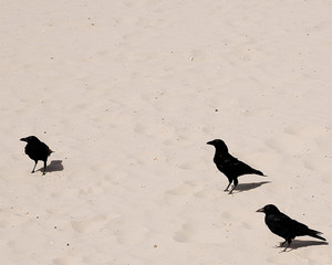 Fototapeta premium three black birds