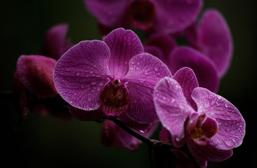 Fototapeta na wymiar zroszony orchidea
