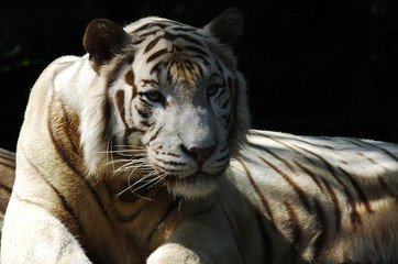 white tiger