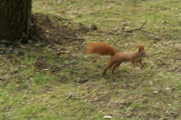 eichhörnchen