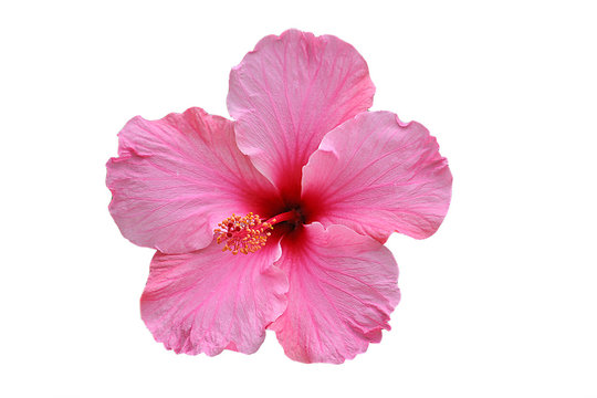 hibiskusbl&uuml;te rosa