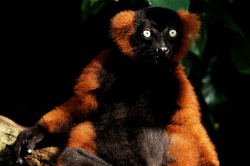 red ruffed lemur (varencia variegata rubra)