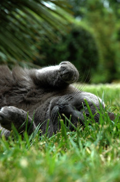 chat