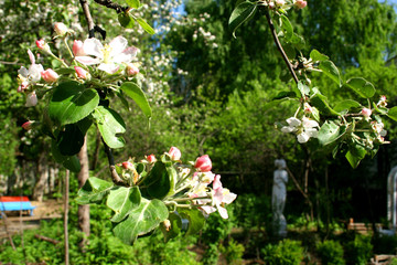 flowering of an apple-tree.