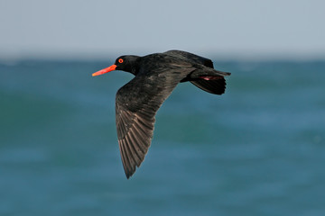 black oyster catcher
