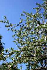 flowering of an apple-tree.