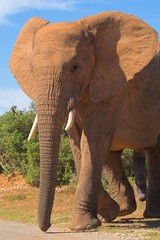 Fototapeta premium bull elephant