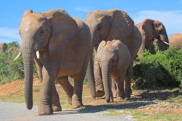 Obraz na płótnie Canvas elephant crossing