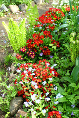 spring flowers in a garden.