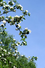 flowering of an apple-tree.