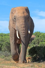Fototapeta na wymiar Słoń afrykański