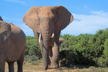 african elephant