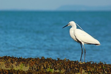 aigrette blanche