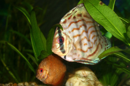 aquarium1