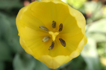 tulip