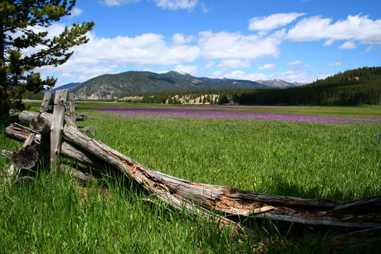 meadow