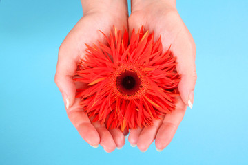 hands holding an orange gerbera