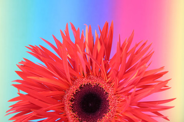 gerbera