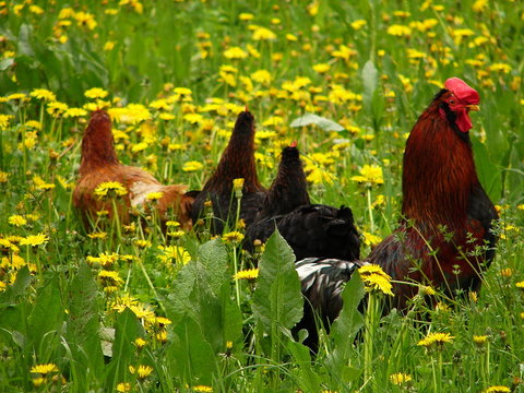 farm animals in grass
