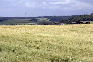 weizenfeld mit windkraftanlagen im hintergrund