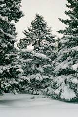 snowed tree