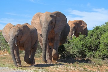 Fototapeta na wymiar elephant crossing