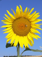 tournesol