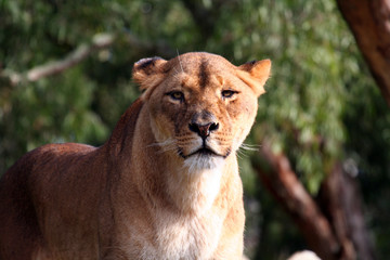 Fototapeta na wymiar female lion standing