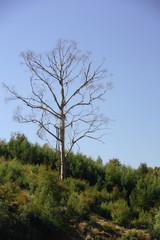 Obraz premium contrast