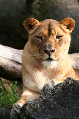 Plakat female lion