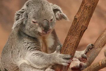 Tableaux ronds sur aluminium brossé Koala koala se réveillant