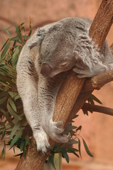 koala dormant