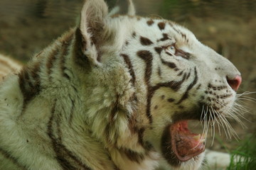 tigre blanc portrait