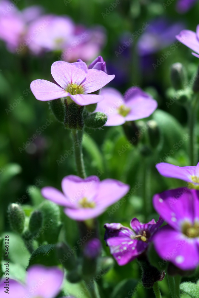 Wall mural violet meadow