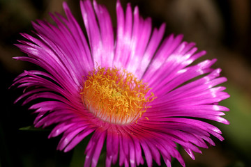 mediterranean succulent flower