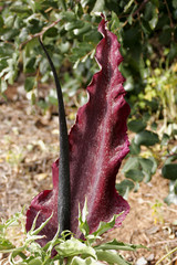 mediterranean plant