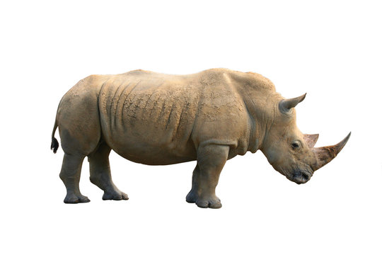 rhinoceros isolated
