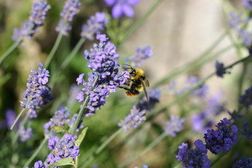 bourdon dans lavande