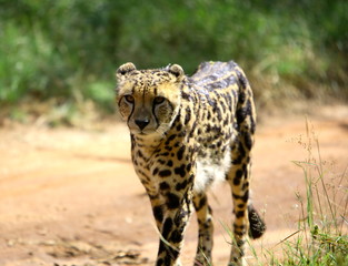 king cheetah