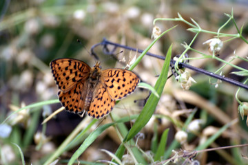 papillon tachet&eacute;