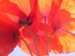 orange poppy