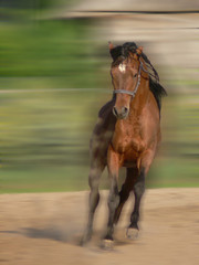 abrabian horse running