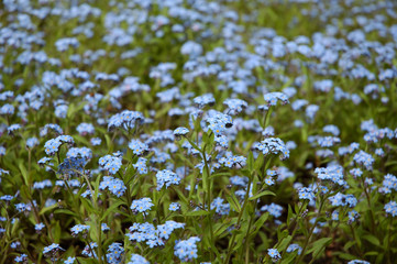 forget-me-nots background