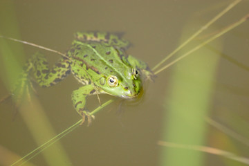 green frog