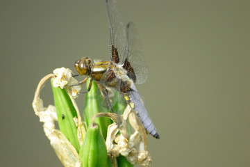 libellule