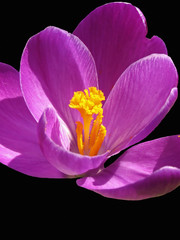 crocus