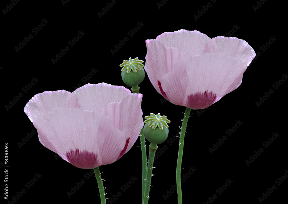 Wall mural mohn freigestellt